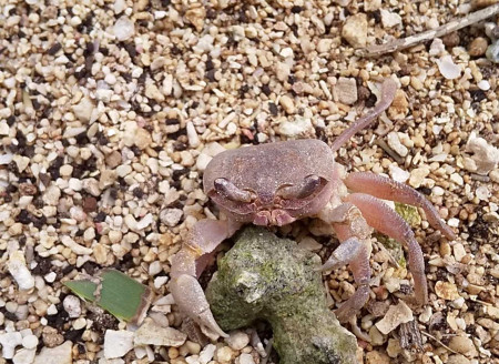 ナンヨウスナガニ